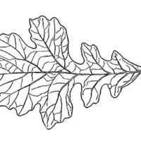 Drawing of Bur Oak