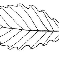 Drawing of chestnut oak leaf.