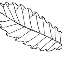 Drawing of Chikapin Oak leaf