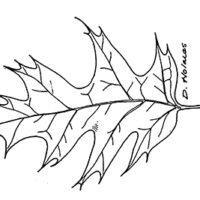 Drawing of Red Oak Leaf