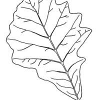 Drawing of swamp white oak leaf.