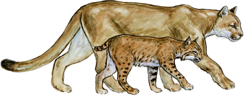 Image of difference between mountain lion and bocat