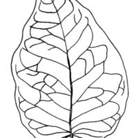 Drawing of Osage Orange leaf