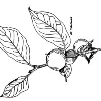 drawing of persimmon leaf