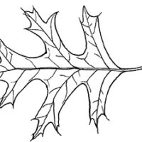 Drawing of pin oak tree leaf