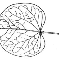 Drawing of redbud leaf