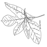 Drawing of Sassafras tree