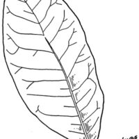 Drawing of Shingle Oak leaf