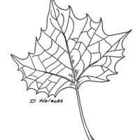 drawing of sycamore leaf