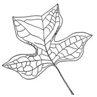 drawing of tulip tree leaf