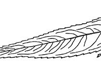 Drawing of black willow leaf