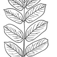 Drawing of butternut leaf