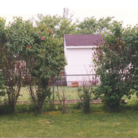 Image of bacterial blight is a common scourge to common lilac