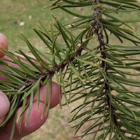Image of Jack pine tree needles