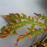 red oak tattered leaves