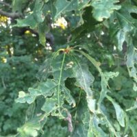 white oak tattered leaves