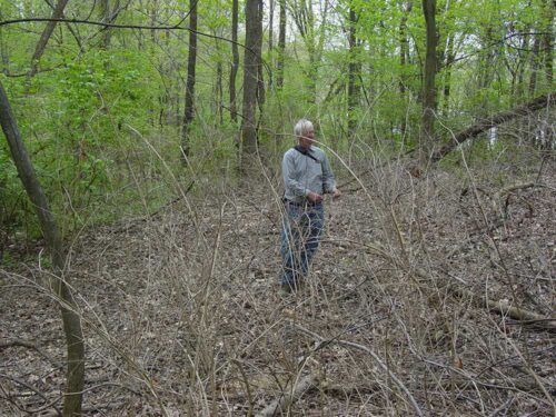 image of man in invasive forest