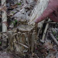 image of forest invasive stump
