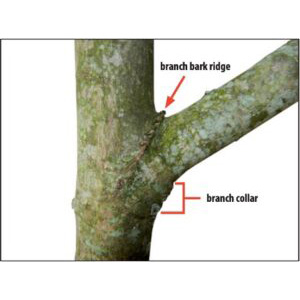 Photo of tree with branch collar.