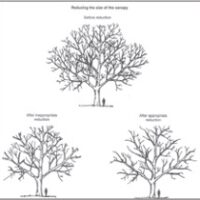 Drawings with tree showig different options for canopy reduction.