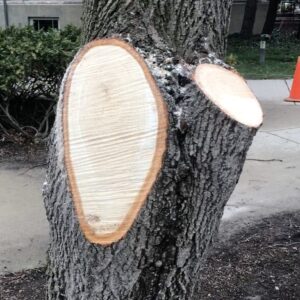 Photo of flush cut tree trunk.