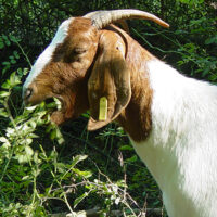 Goat eating invasive species and understory in forest, goat grazing research.