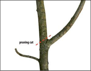 Photo of branch showing reduction cut.