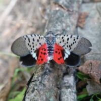 Adult Spotted lanternfly