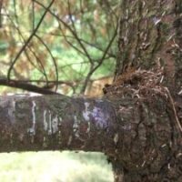 damaged pine bark