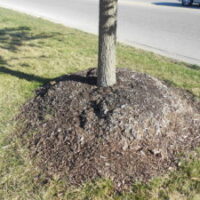 over mulched tree