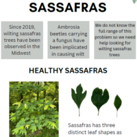 report wilting sassafras cover