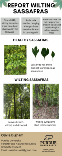 Sassafras flyer page 1.