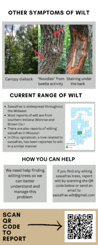 Sassafras flyer page 2.