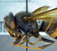 yellow-leg hornet
