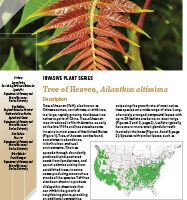 Invasive Plant Series - Tree of Heaven, Ailanthus altissima publication cover