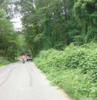 kudzu indnr photo