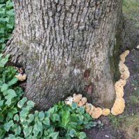 growth at base of tree