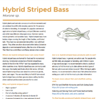 Hybrid Striped Bass Farmed Fish Fact Sheet Cover