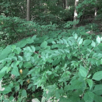 Invasive Asian bush honeysuckle growing under trees in forest.
