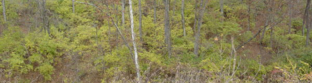 Fall forest photo of green non-native bush honeysuckle.
