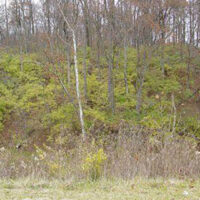 Invasive Asian bush honeysuckle in forest.