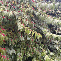 Asian bush honeysuckle leaves and berries in late fall.
