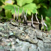 Unknown Xylaria grown on fallen log