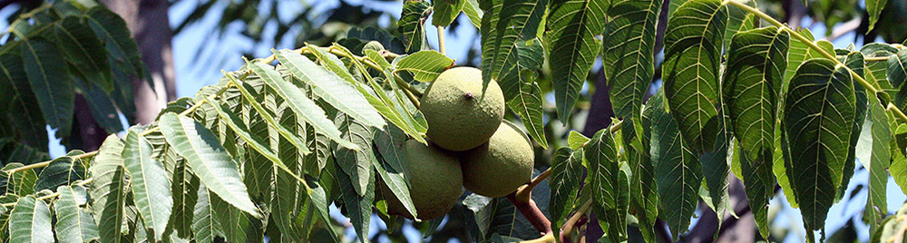 Black walnut tree with nuts, ID That Tree, Purdue Extension-FNR.