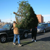 People disposing Christmas tree, photo by Larry Caplan.