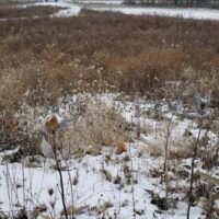 snow covered milkweed crop