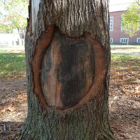 tree trunk damage wounds and healing