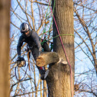 arborist on ropes cutting tree