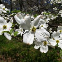 flowering dogwood bloom