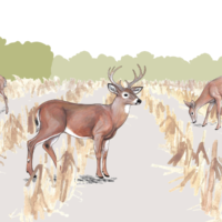 deer illustration from CWD web app
